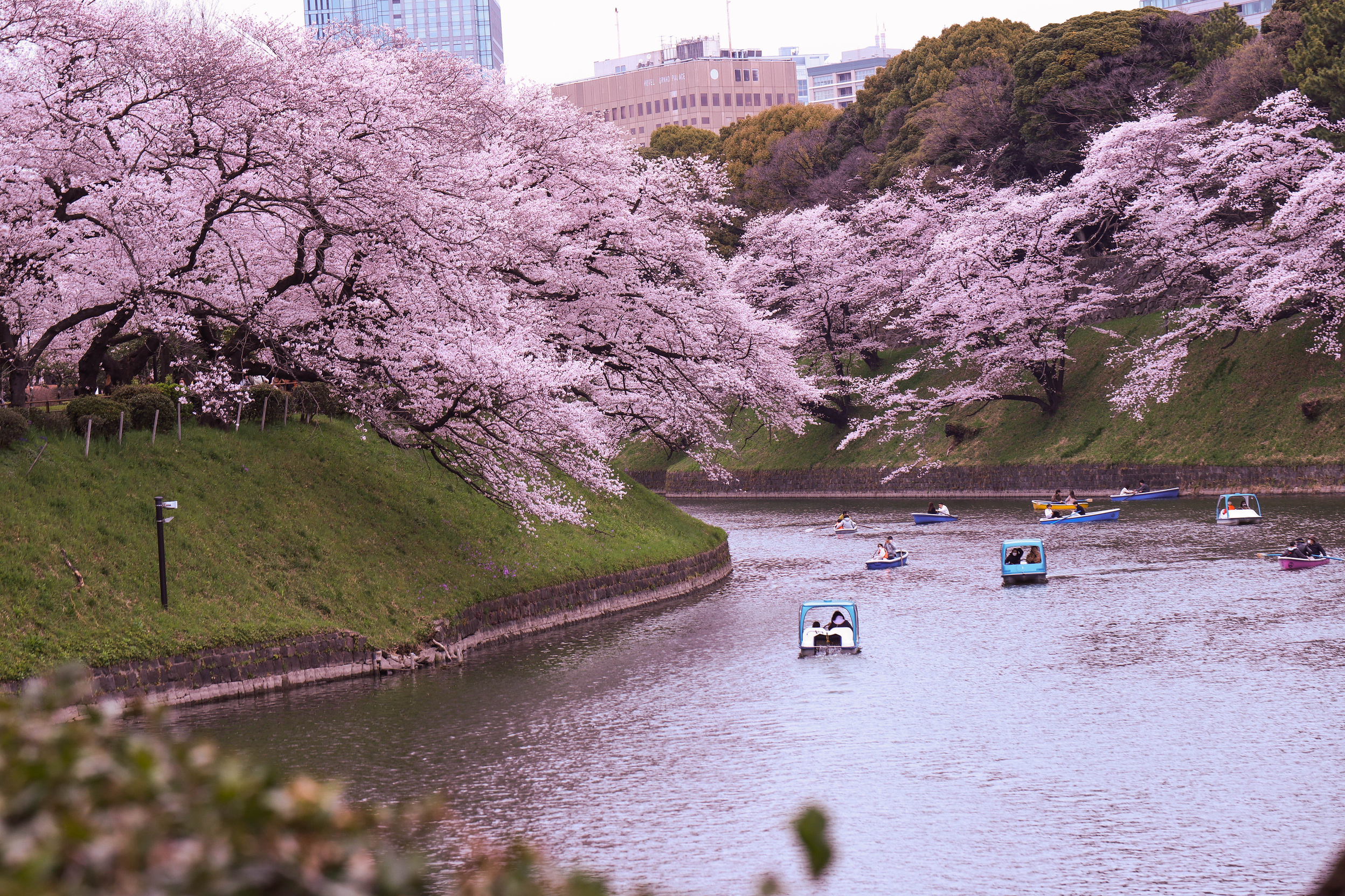 Chidorigafuchi Moat, Tokyo, Japan 